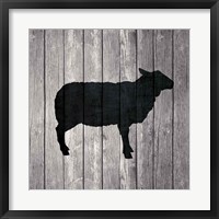 Barn Sheep Framed Print