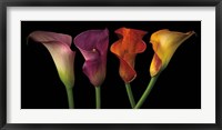 Framed Jewel Calla Lilies