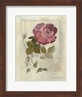 Framed Centifolia Rose Crop