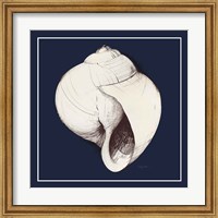 Framed 'Coastal Shell I with Border Navy' border=