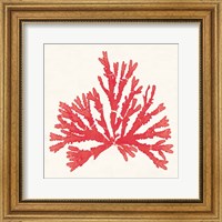 Framed 'Pacific Sea Mosses IV Red' border=