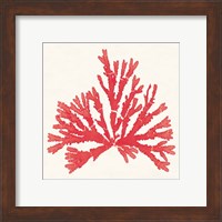 Framed 'Pacific Sea Mosses IV Red' border=
