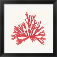 Framed 'Pacific Sea Mosses IV Red' border=