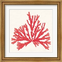 Framed 'Pacific Sea Mosses IV Red' border=