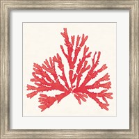 Framed 'Pacific Sea Mosses IV Red' border=