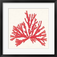 Framed Pacific Sea Mosses IV Red