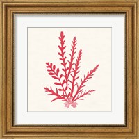 Framed 'Pacific Sea Mosses III Red' border=