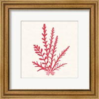 Framed 'Pacific Sea Mosses III Red' border=