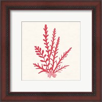 Framed 'Pacific Sea Mosses III Red' border=