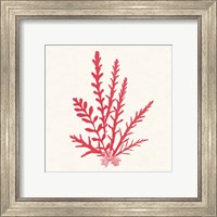 Framed 'Pacific Sea Mosses III Red' border=