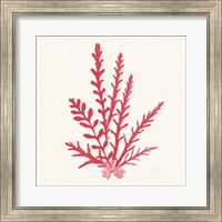 Framed 'Pacific Sea Mosses III Red' border=