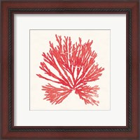 Framed 'Pacific Sea Mosses II Red' border=