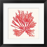 Framed 'Pacific Sea Mosses II Red' border=