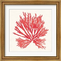 Framed 'Pacific Sea Mosses II Red' border=