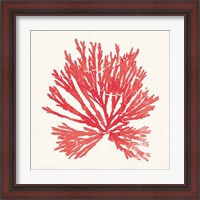 Framed 'Pacific Sea Mosses II Red' border=