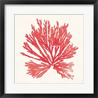 Framed Pacific Sea Mosses II Red