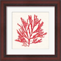 Framed 'Pacific Sea Mosses I Red' border=