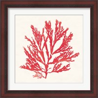 Framed 'Pacific Sea Mosses I Red' border=