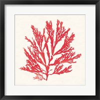 Framed Pacific Sea Mosses I Red