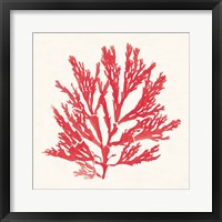 Framed 'Pacific Sea Mosses I Red' border=