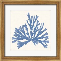 Framed 'Pacific Sea Mosses IV Light Blue' border=