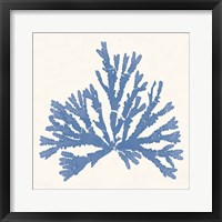 Framed 'Pacific Sea Mosses IV Light Blue' border=