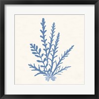 Framed 'Pacific Sea Mosses III Light Blue' border=