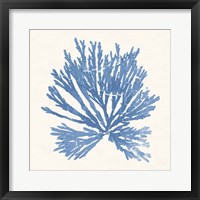 Framed Pacific Sea Mosses II Light Blue