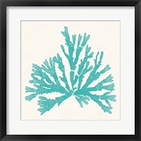 Pacific Sea Mosses IV Aqua Framed Print