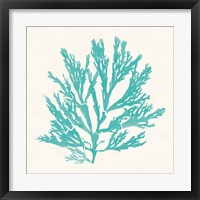 Framed 'Pacific Sea Mosses I Aqua' border=