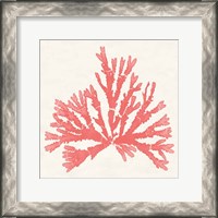 Framed 'Pacific Sea Mosses IV Coral' border=