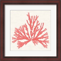 Framed 'Pacific Sea Mosses IV Coral' border=