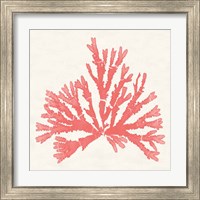 Framed 'Pacific Sea Mosses IV Coral' border=