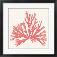 Pacific Sea Mosses IV Coral Framed Print