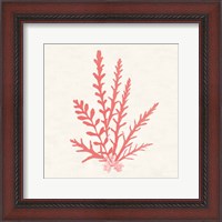 Framed 'Pacific Sea Mosses III Coral' border=