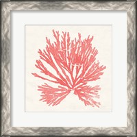 Framed 'Pacific Sea Mosses II Coral' border=