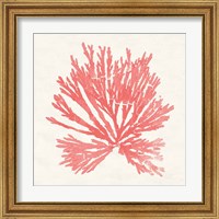 Framed 'Pacific Sea Mosses II Coral' border=