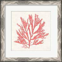 Framed 'Pacific Sea Mosses I Coral' border=