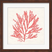 Framed Pacific Sea Mosses I Coral