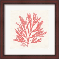 Framed 'Pacific Sea Mosses I Coral' border=