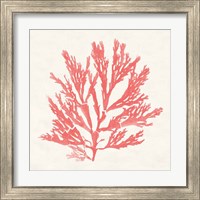 Framed 'Pacific Sea Mosses I Coral' border=