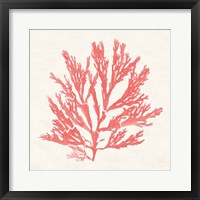 Pacific Sea Mosses I Coral Framed Print