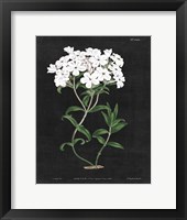 Framed White Botanical on Black Chart VI