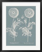 Framed Besler Poppies III