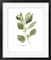 Herb Garden Sketches III Framed Print