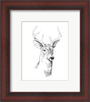 Framed 'Young Buck Sketch I' border=