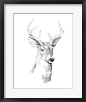 Framed Young Buck Sketch I