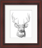 Framed 'Young Buck Sketch II' border=