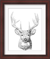 Framed 'Young Buck Sketch II' border=