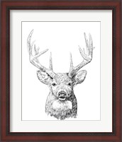 Framed 'Young Buck Sketch II' border=